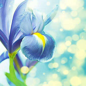 Fototapeta Blue Orchid 5117